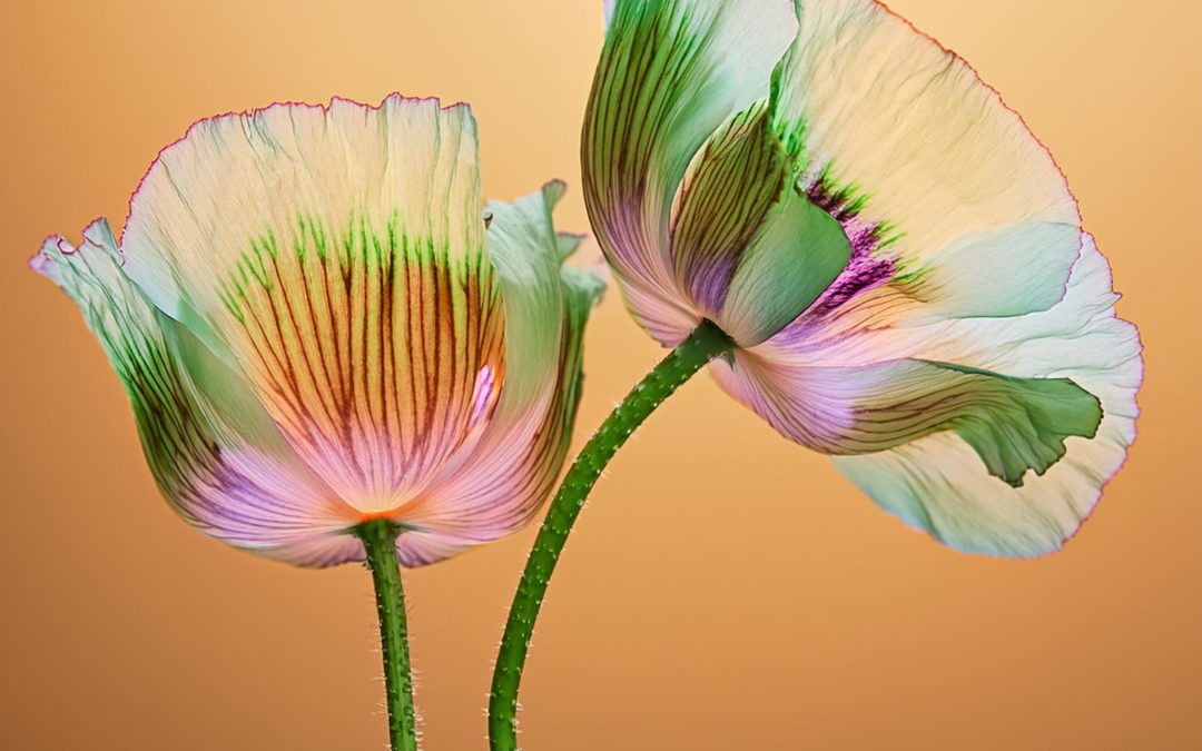 Zebra fluorescent coquelicot