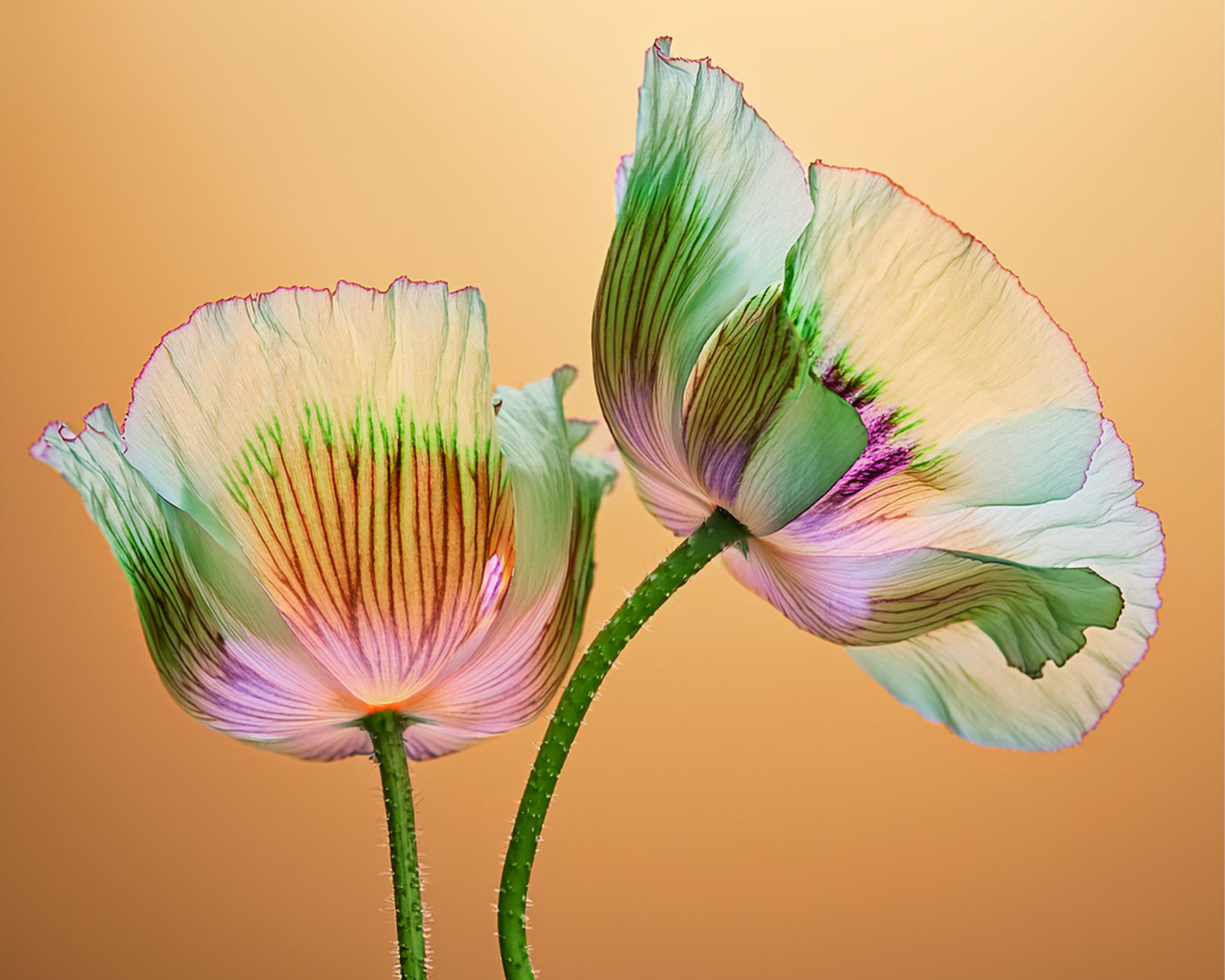 Zebra fluorescent coquelicot